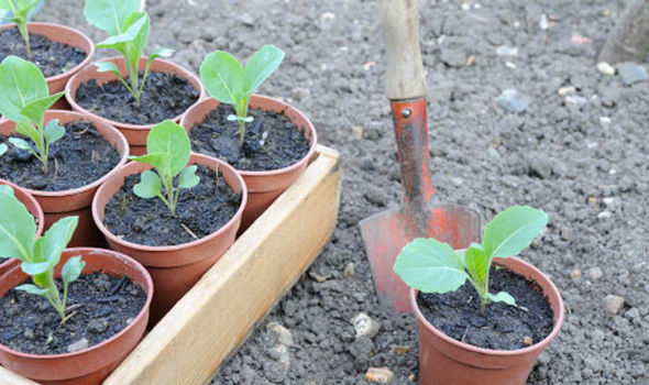 Посадка капусты в открытый грунт: особенности ухода и выращивания
