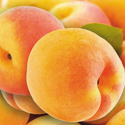 15 Лучших сортов абрикосов для подмосковья - рейтинг 2019