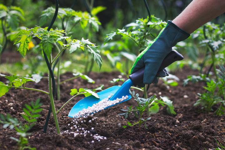 Удобрение для сада: как правильно выбрать и использовать подкормку