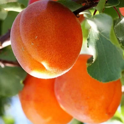 15 лучших сортов абрикосов для Подмосковья - Рейтинг 2023