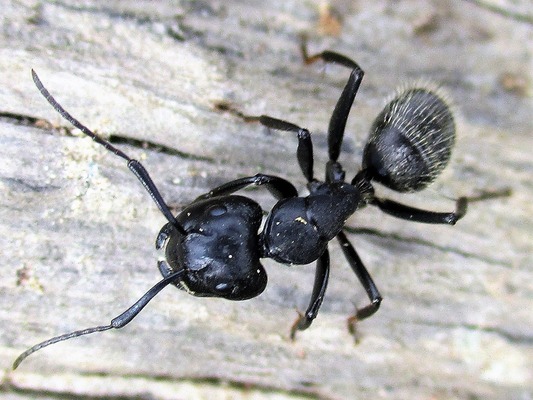 8 самых больших муравьев в мире