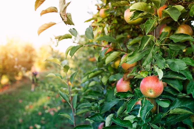 apple-orchard.jpg