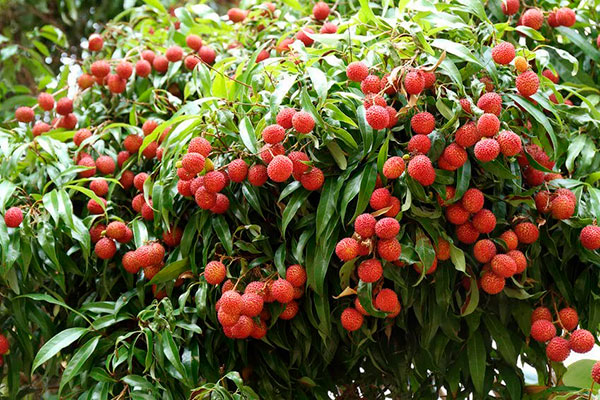How to grow lychee from a stone at home