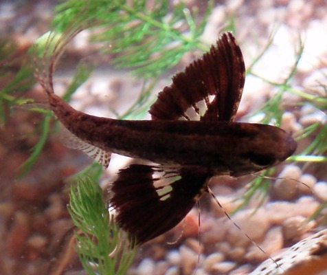 Рыба-бабочка (Pantodon buchholzi)