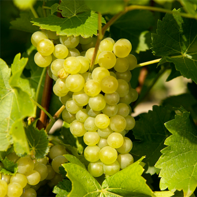 15 Лучших сортов винограда - рейтинг 2019