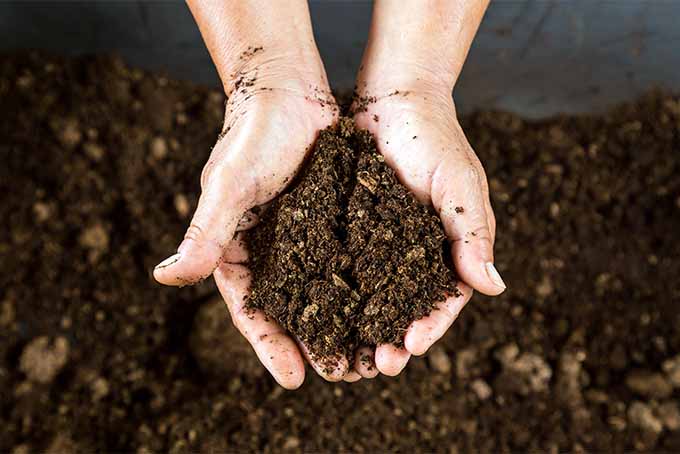 Органические удобрения: правила использования, создание своими руками