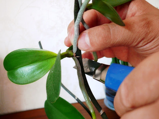 Уход за орхидеей в горшке в домашних условиях - уход, пересадка, размножение