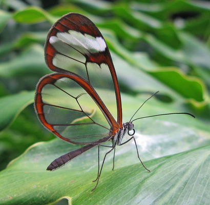 Грета ото (стеклянная бабочка)