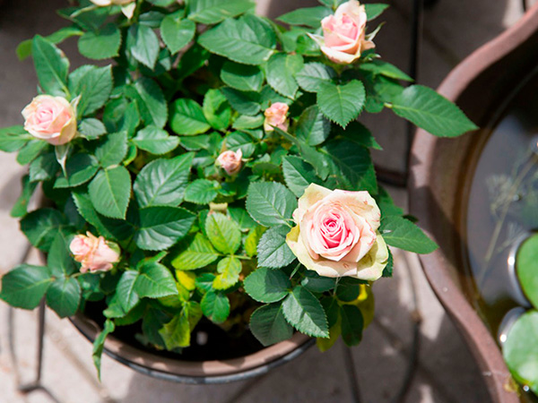 Выращивание розы в домашних условиях