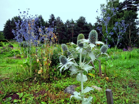 Ботанический сад Петрозаводского Государственного университета