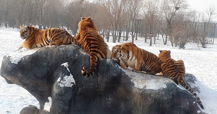 Сафари-парк Тигров