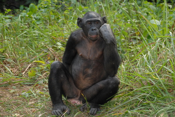 Карликовый шимпанзе