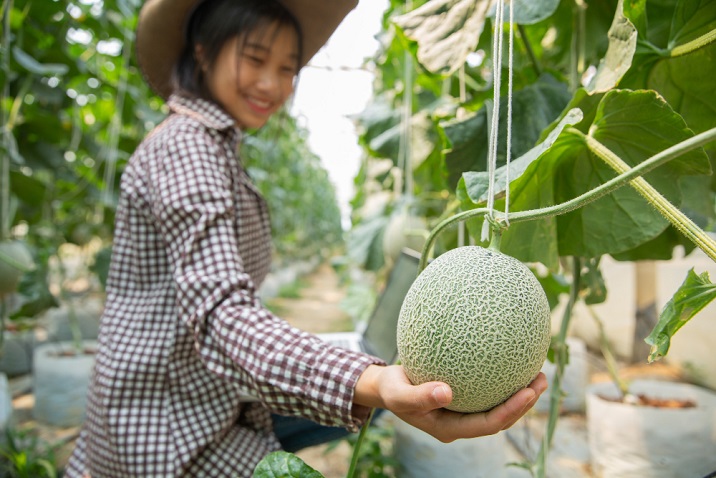plant-researchers-are-checking-effects-cantaloupe.jpg