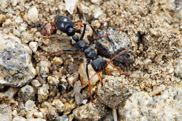 Чёрный муравей-бульдог (Myrmecia pilosula)