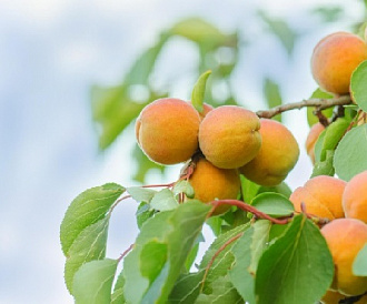 10 лучших зимостойких сортов абрикосов