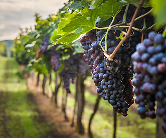 15 лучших сортов винограда