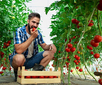 10 лучших сортов ранних томатов для открытого грунта