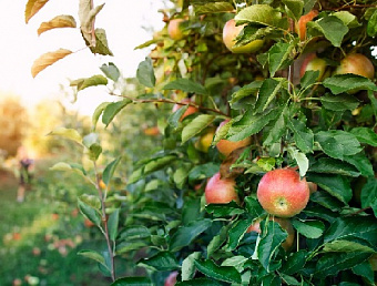 10 лучших сортов карликовых яблонь