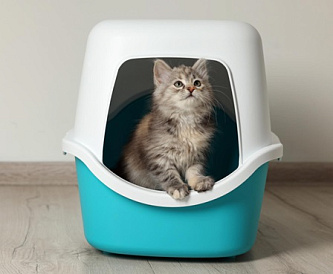 12 лучших комкующихся наполнителей для кошачьего туалета