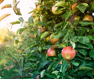 10 лучших сортов колоновидных яблонь для Подмосковья