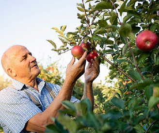 10 лучших сортов яблонь для Подмосковья
